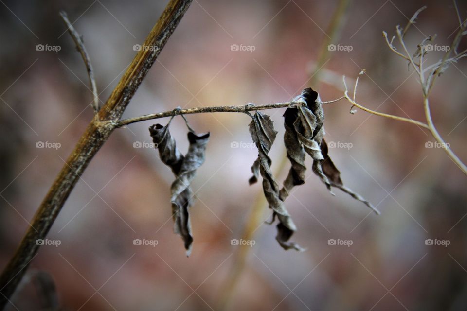 brown leaves curled in autumn.