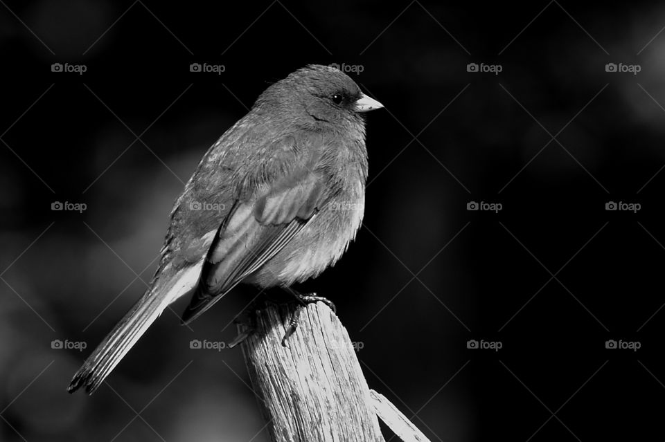 Bird, Wildlife, No Person, Nature, Monochrome