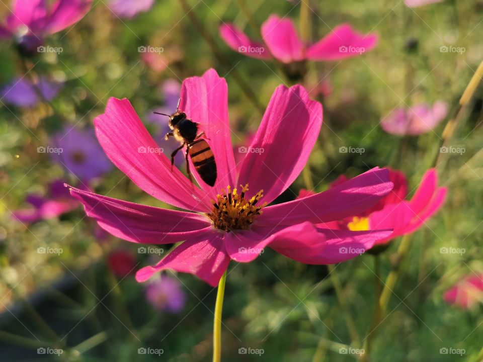 Kosmeen im Garten und Biene im Abflug