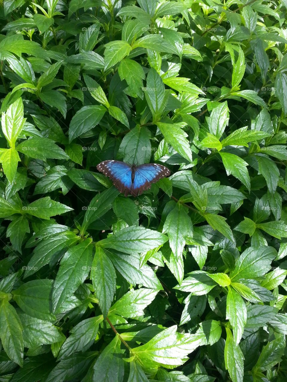 Beautiful butterfly
