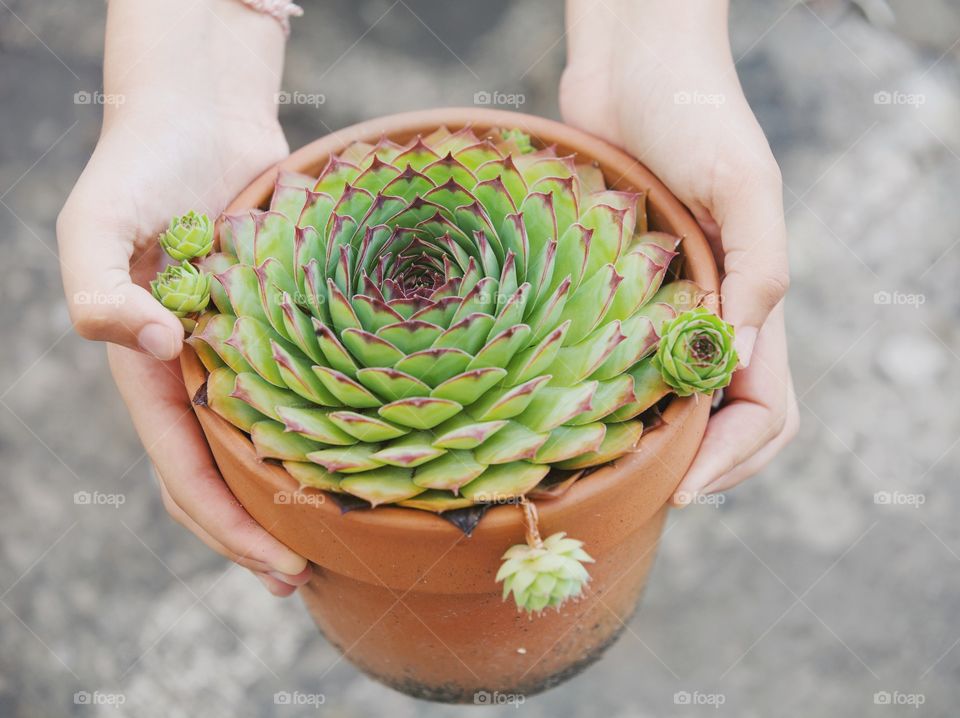 Flower pot with succulents in hands