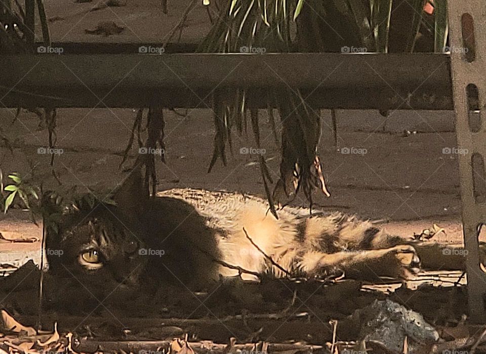 Cat basking in the sun under a tree