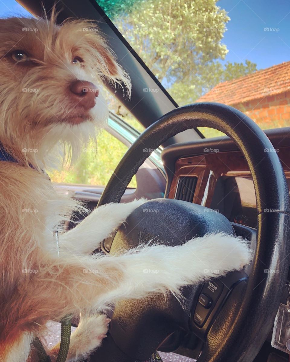 A dog sits in the driver’s seat, paws on the steering wheel and says “where to guv’nor?”