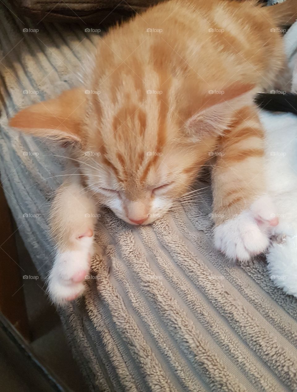 Tiny sleeping cute ginger kitten