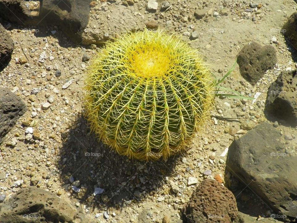 cactus