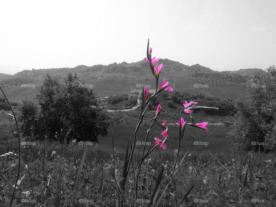 Spring is black, white and pink