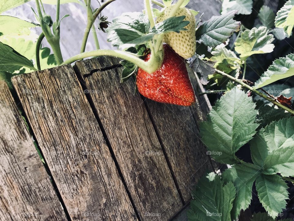 Fresh from my garden 