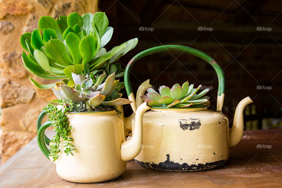 Plants - portrait of succulents in old tea and coffee pots