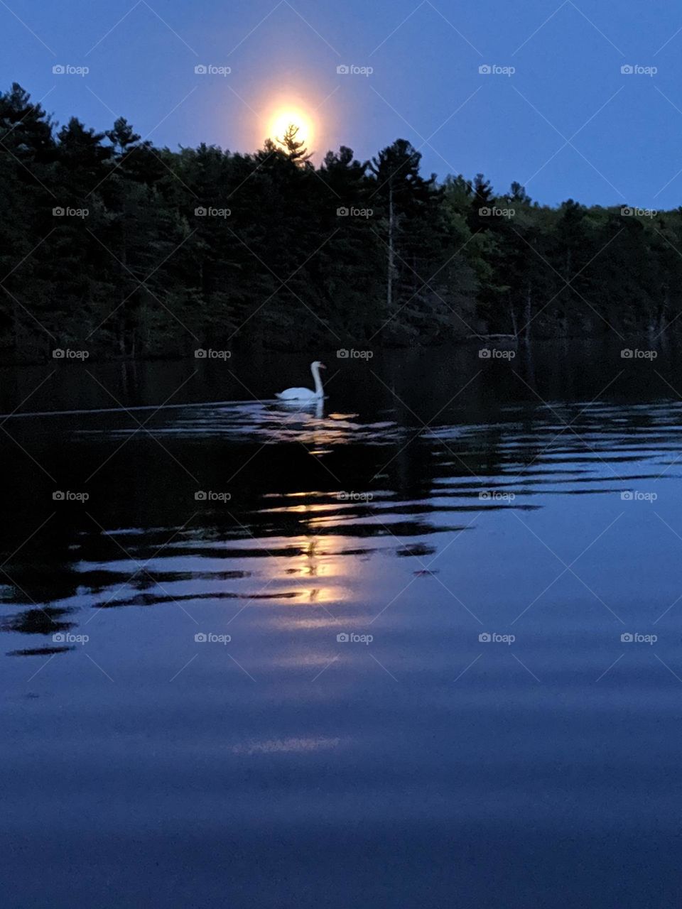 moonlight swan