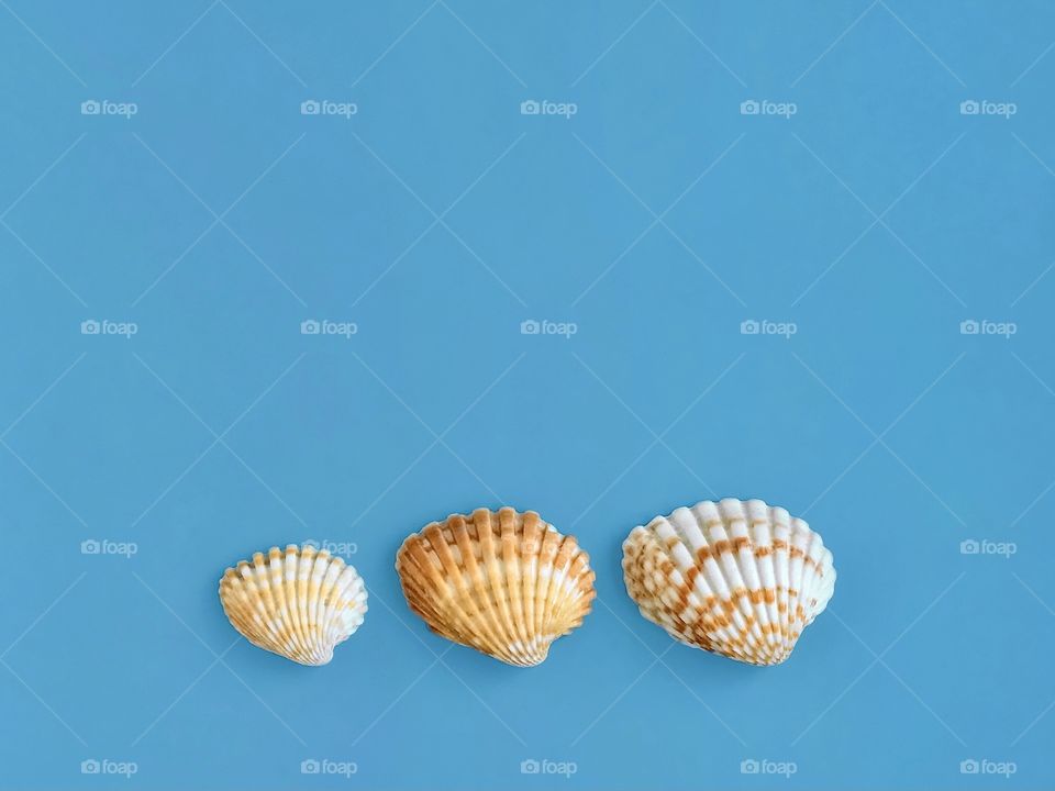 Orange sea shells on blue background, pattern 