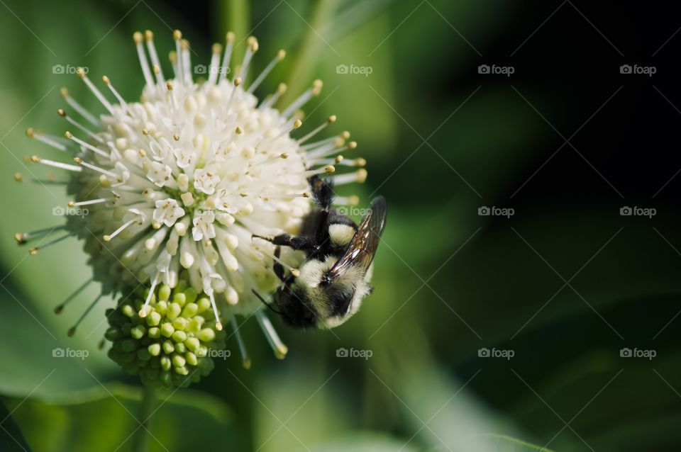 Bumblebee on a wildflower 