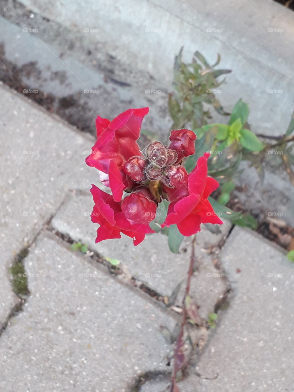 red  gillyflower growing between  cobblestones