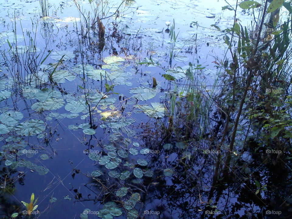 peaceful pond