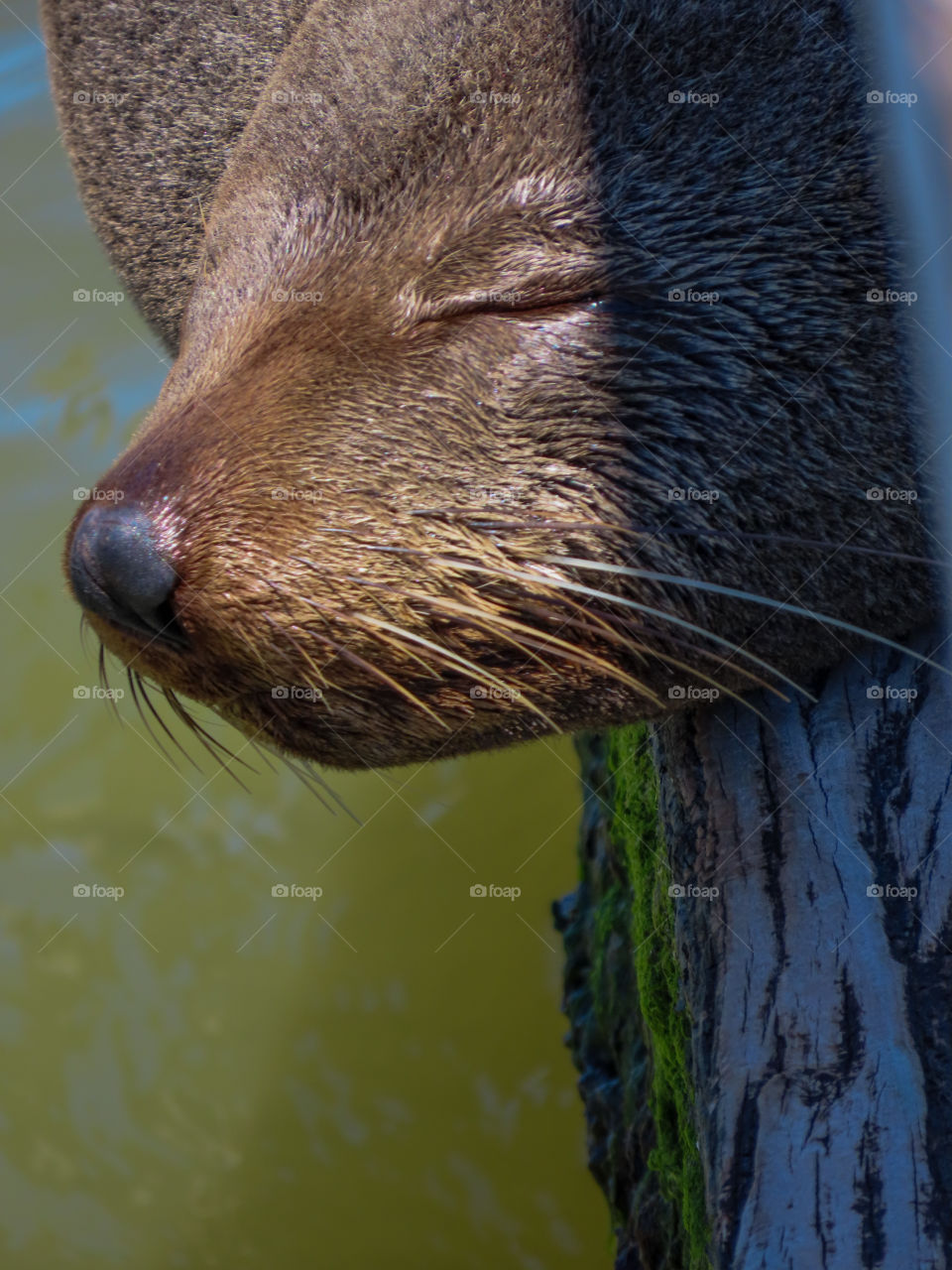 Seal sleeping