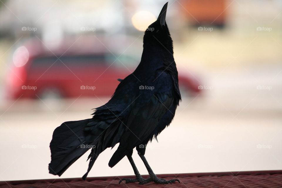 Close-up of boat-tailed grackle