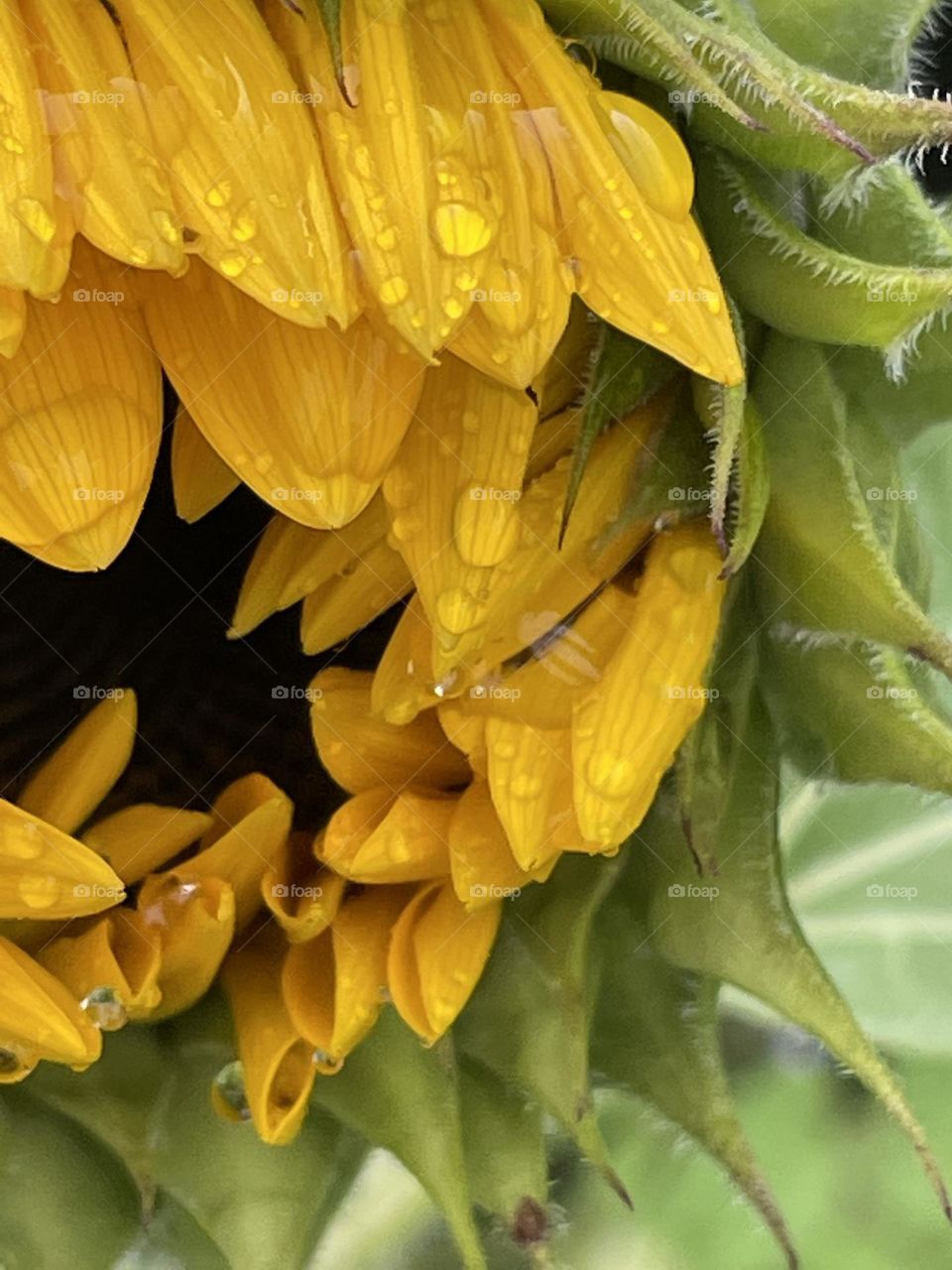 Opening of a Sunflower…