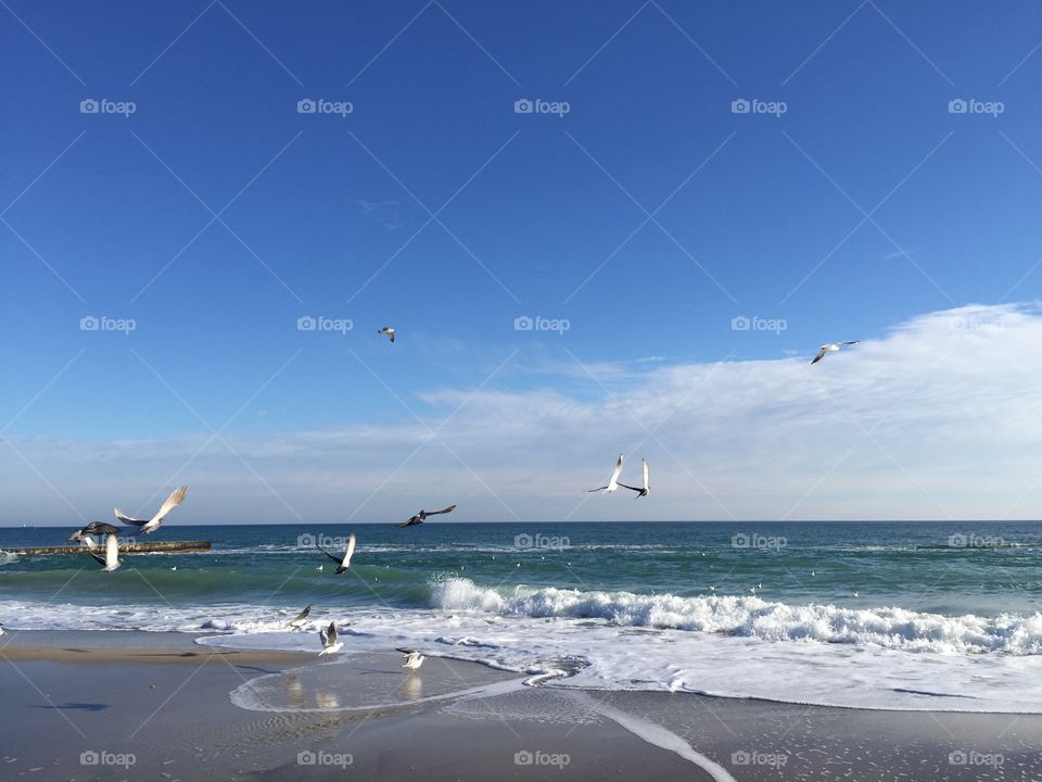 Sea and seagulls 