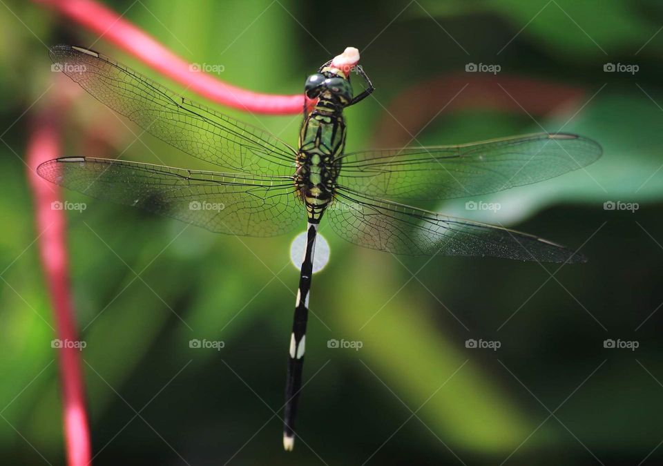 Green marsh hwak. The large size dragonfly one perched at the morning day. Just looking for one individue, which usually seen for two in mating surrounding the fish pond, or irrigate of rice field water.