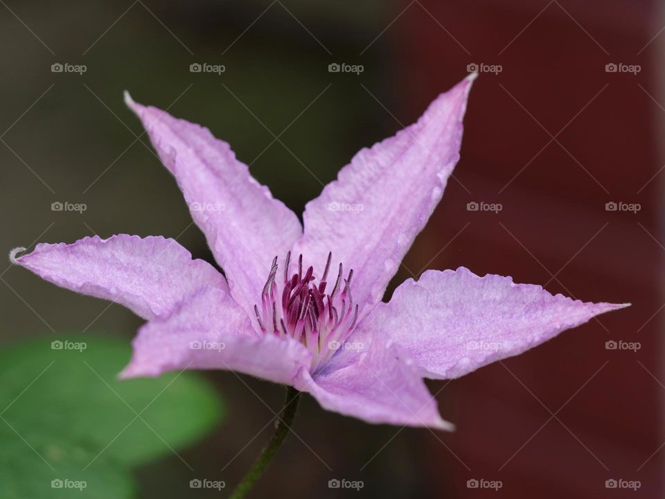 Purple flower