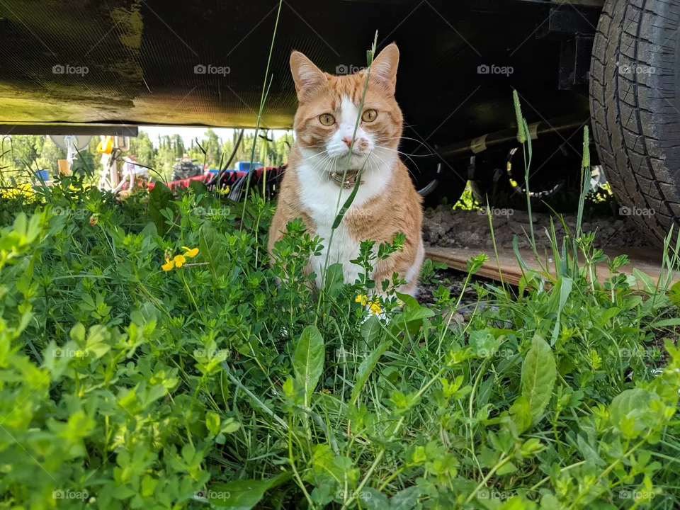 curious cat hanging out in the grass