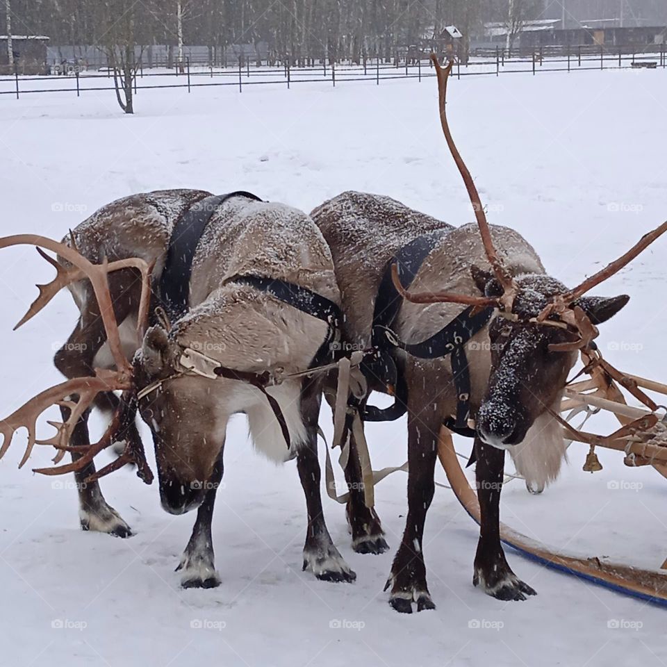 reindeer in harness