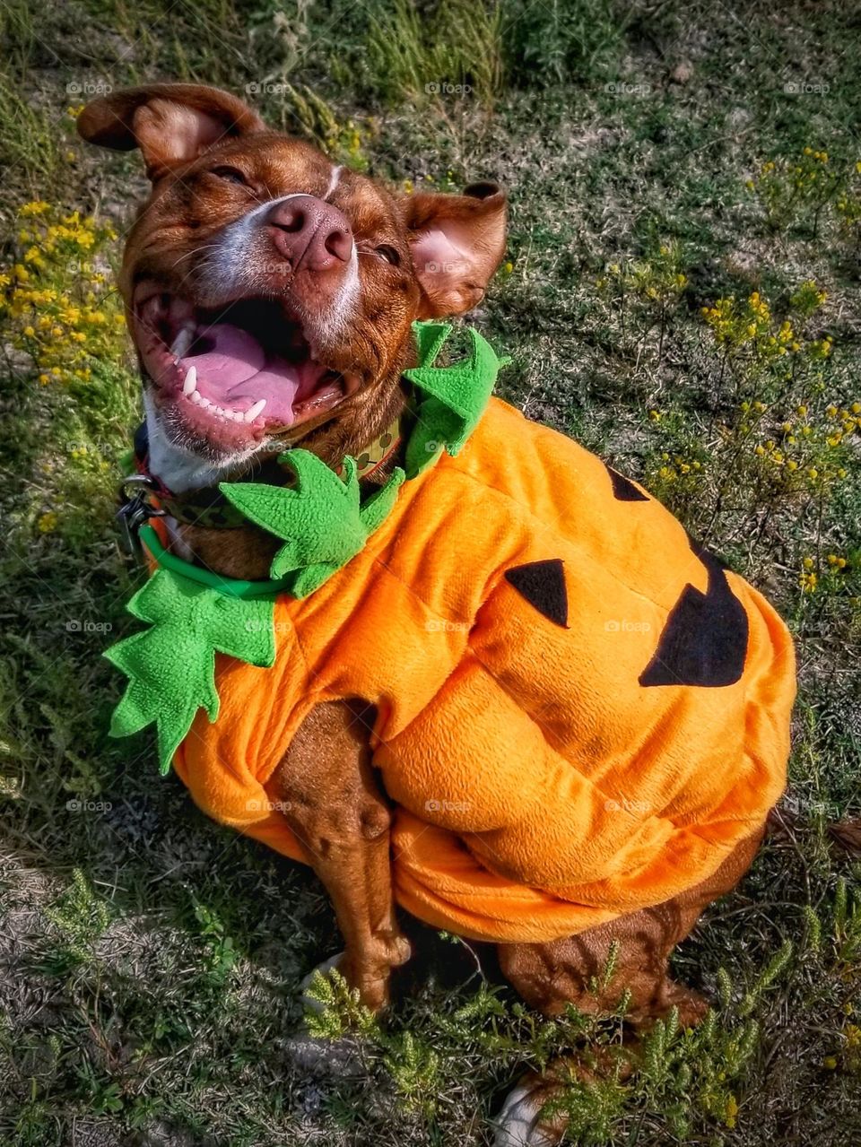 Halloween Puppy