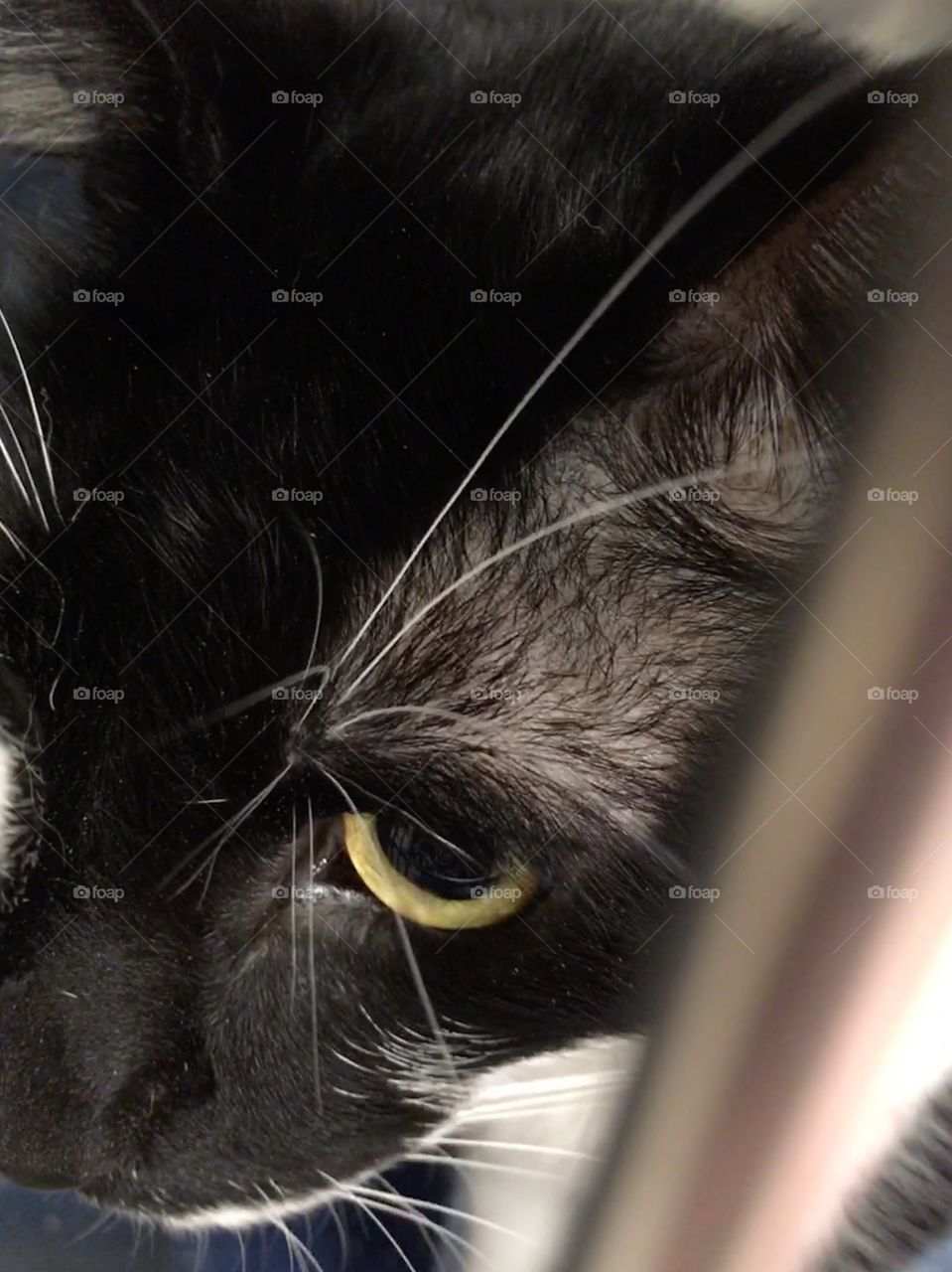 Cats for adoption at PetSmart 