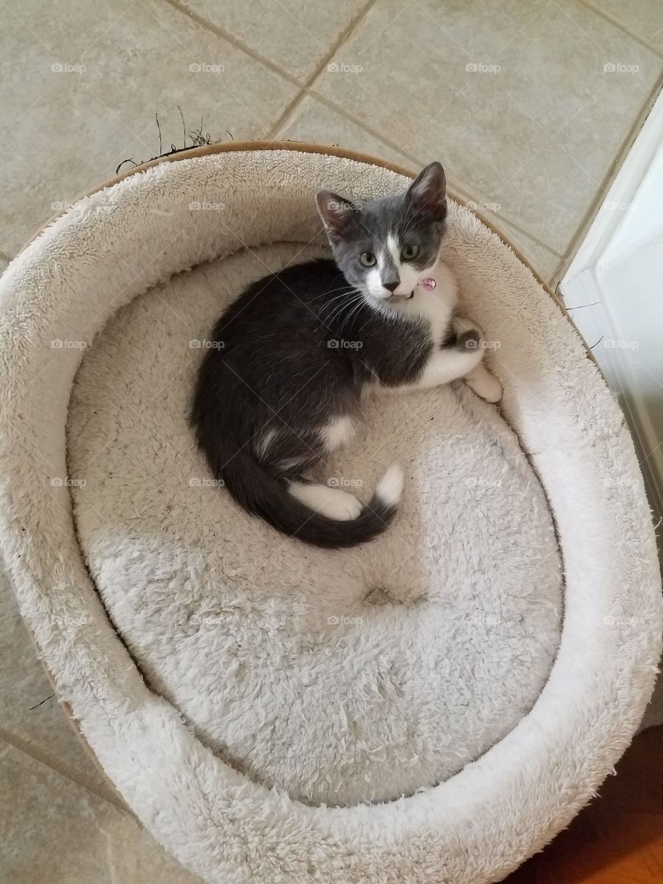 Tiny kitten in a huge bed.