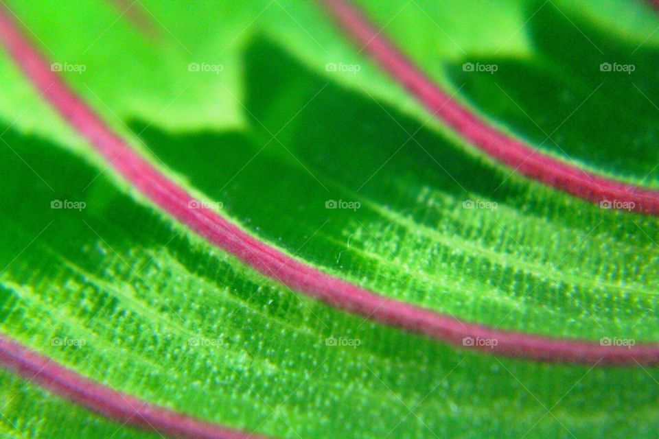 Closeup of green leaf