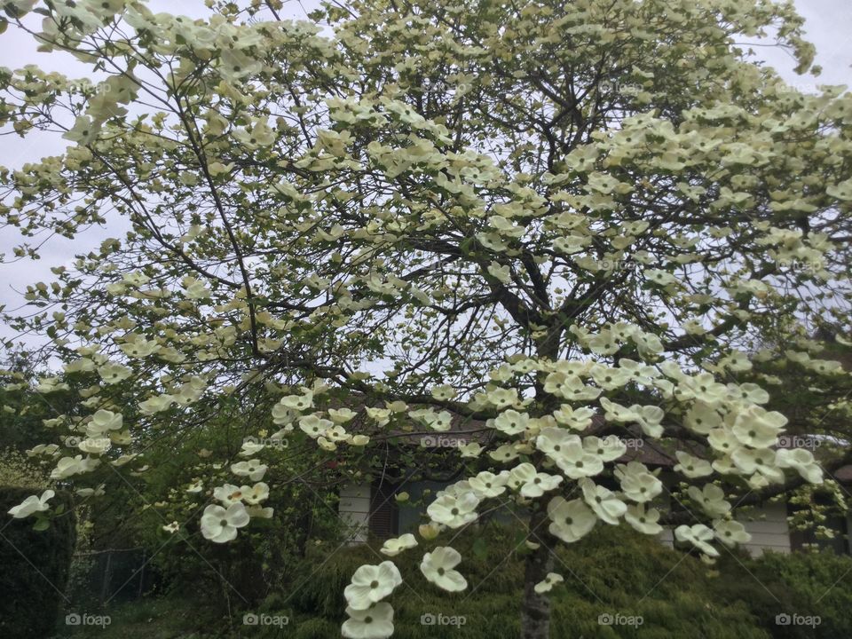 Dogwood Tree in Bloom