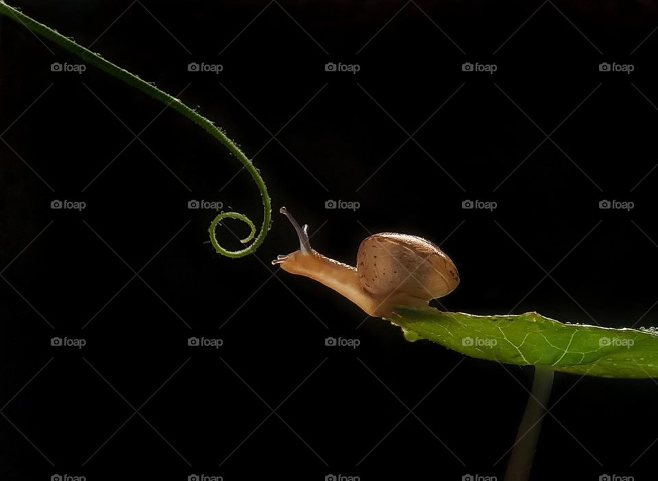 Little snail