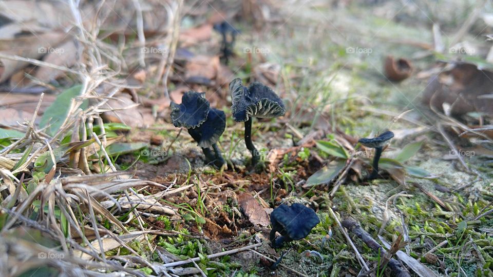 macro fungus