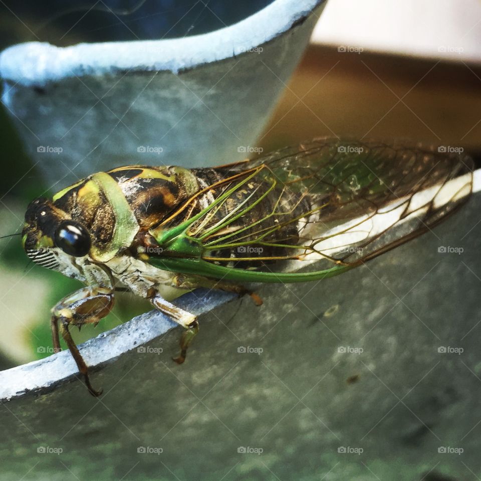 Cicada 