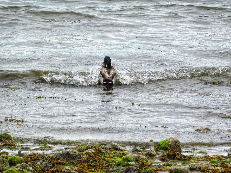 Duck in a wave 