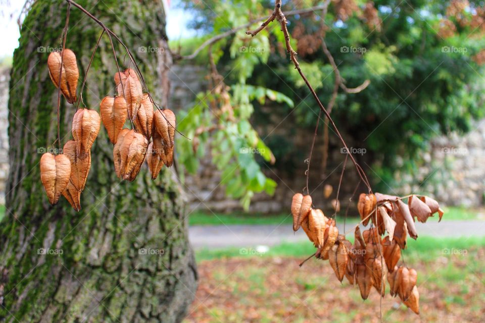 Close up of beautiful golden rain tree.  Autumn landscape