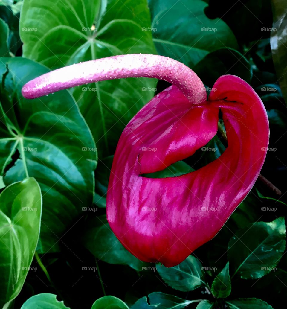 Flores maravilhosas de um país tropical - cultivadas com muito carinho, mostrando-nos sua beleza. 