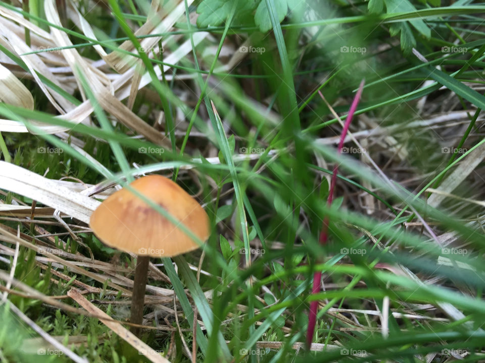 Sneaky fawn-colored mushroom peeks amongst the grass blades