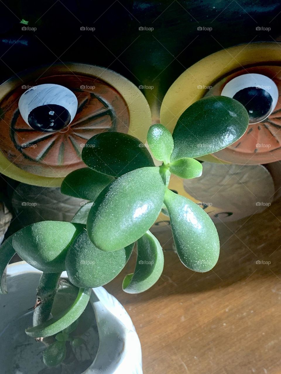 Succulent w eyes