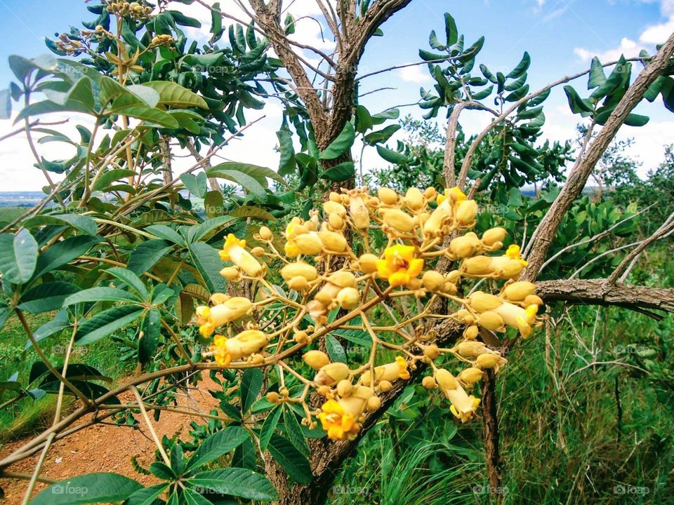 flores amarelas Yellow