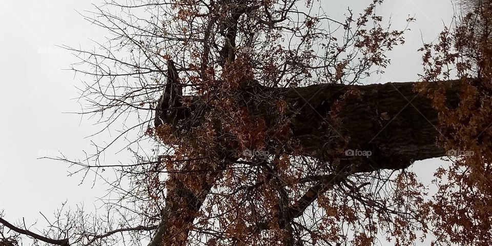 tree looks like Crow