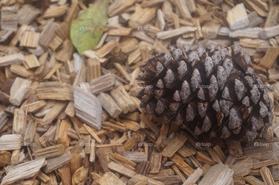 Pine cone at the park