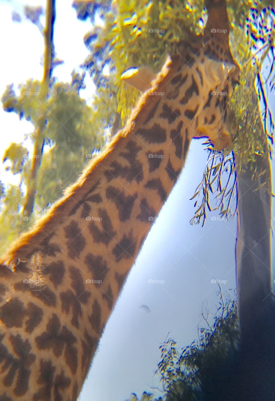 Giraffe from a different angle
