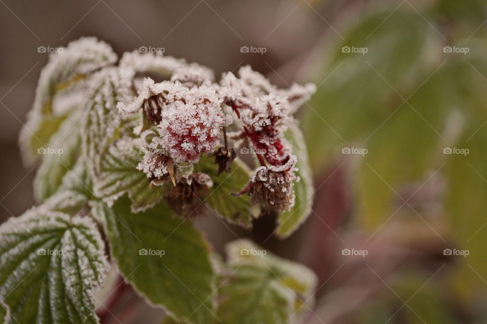 Raspberry covered with frost