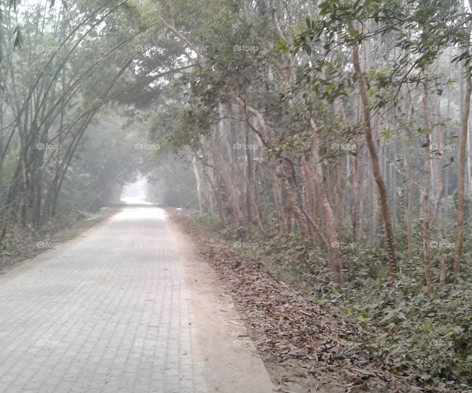 a way a road in morning light so beautiful