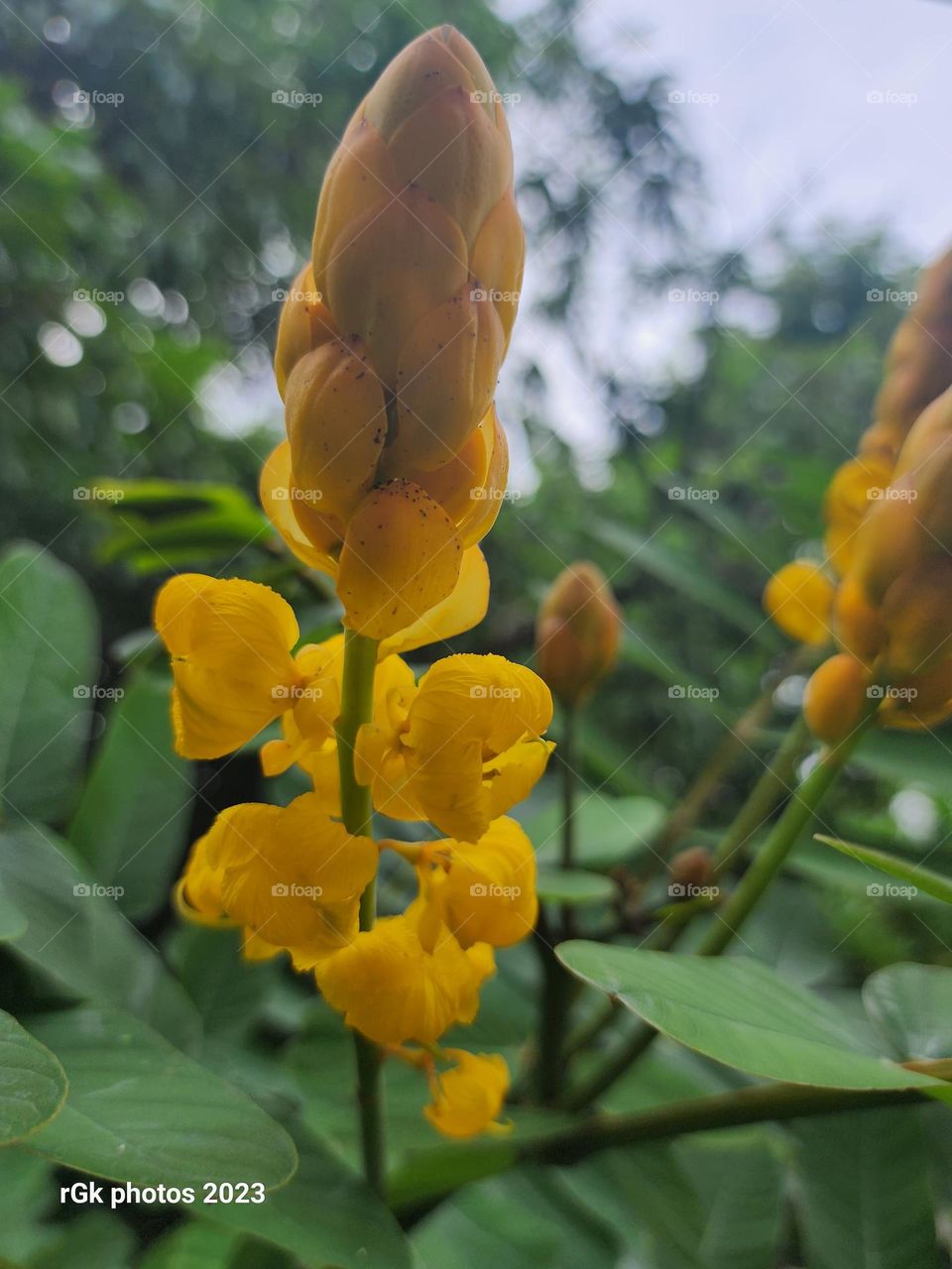 King of the forest blooms