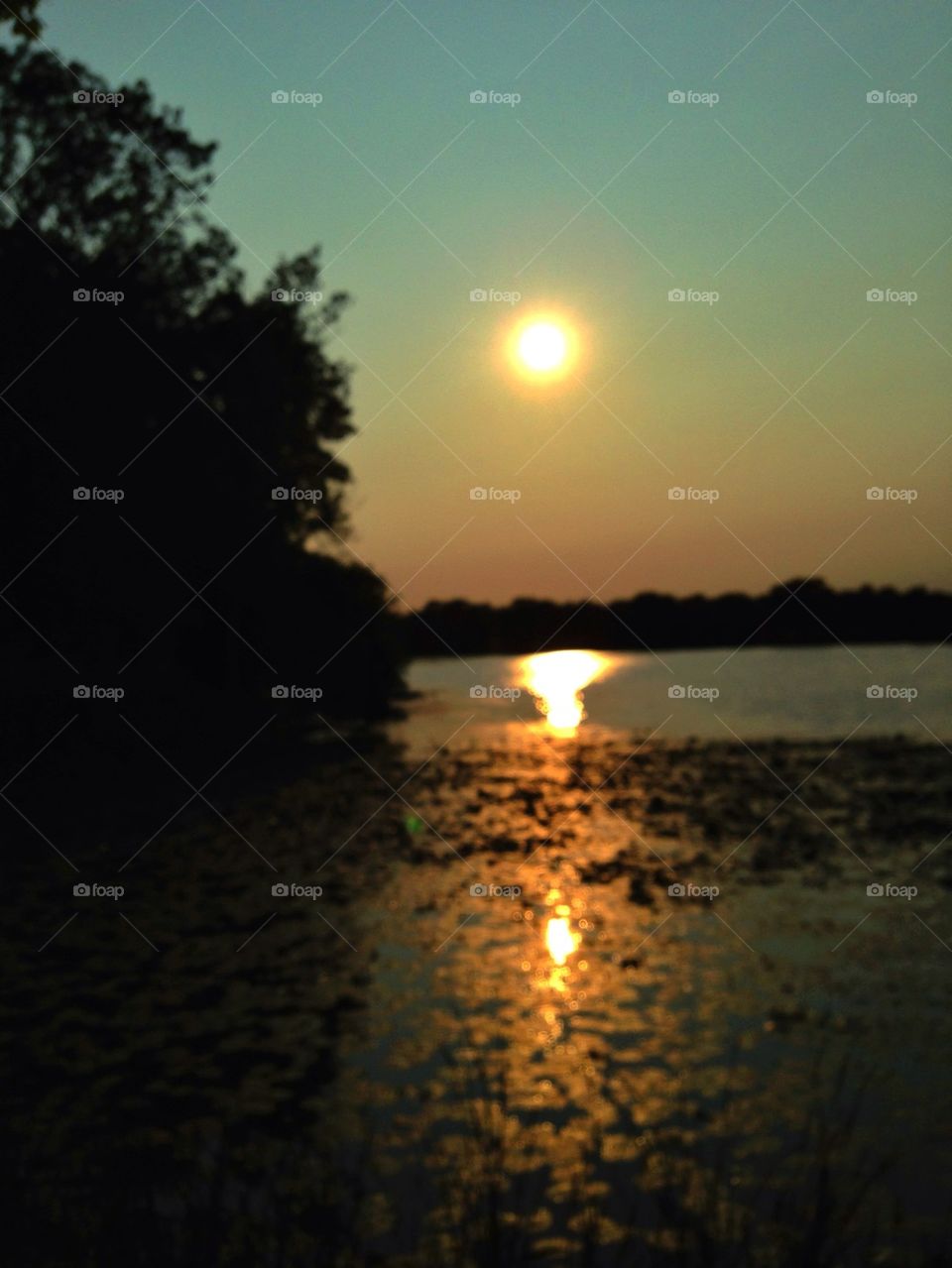 See, water, sun, tree