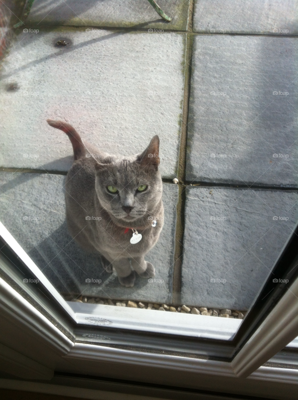 london cat window door by WillR