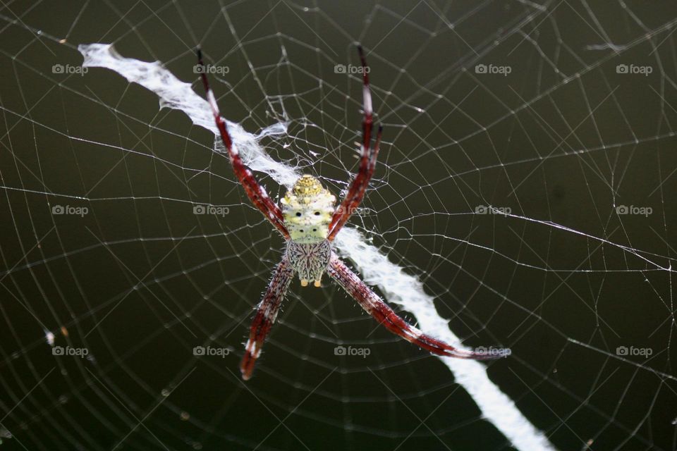 Close_up of Spide