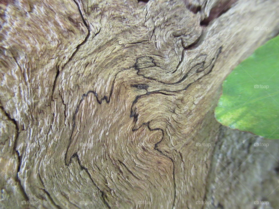 drawing on a felled tree