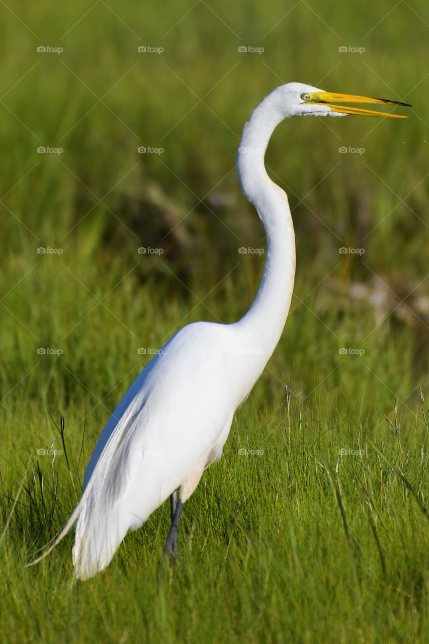 Egret 